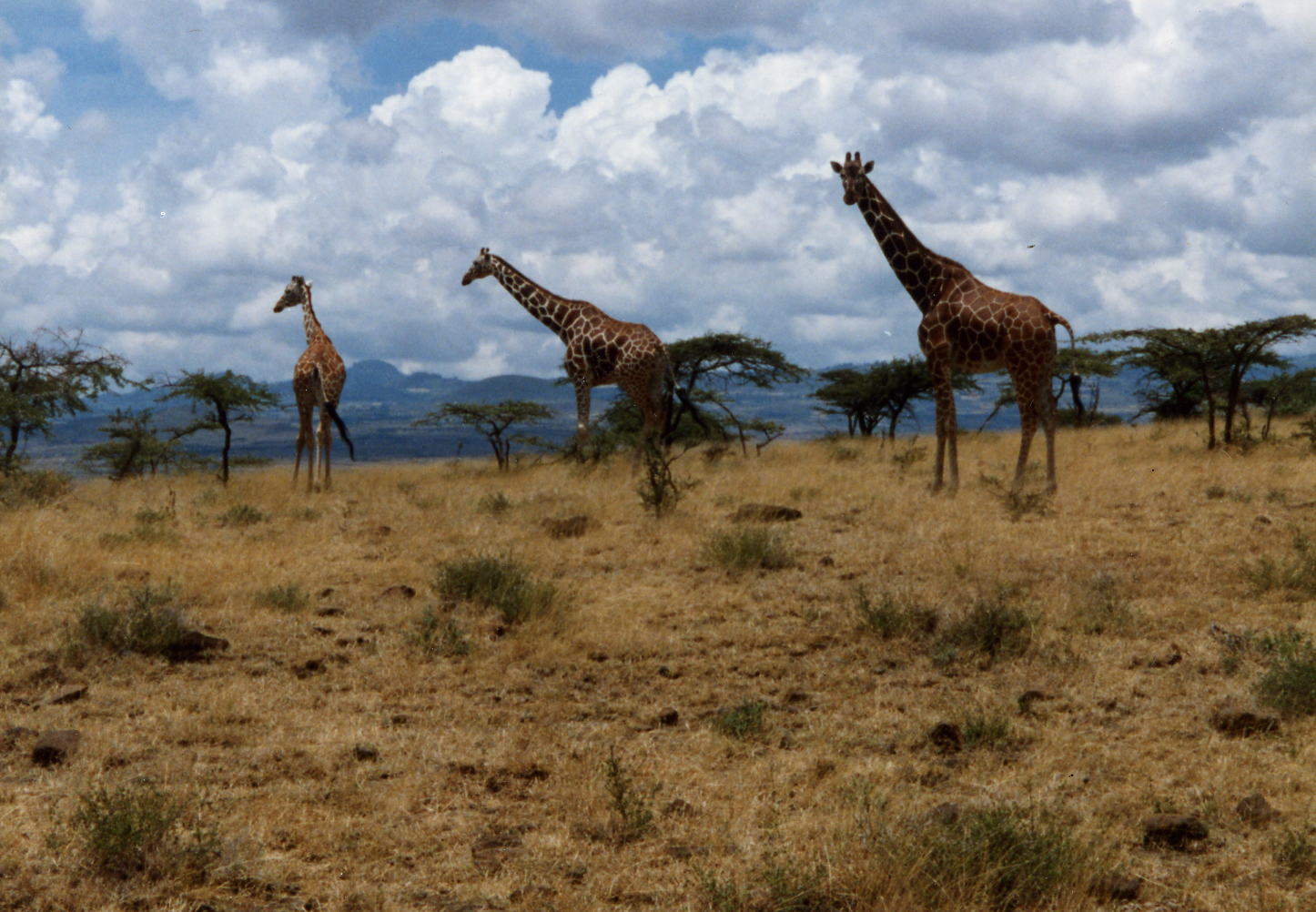 A totally irrelevant picture - but it is taken in Kenya and it brightens up a dull page!